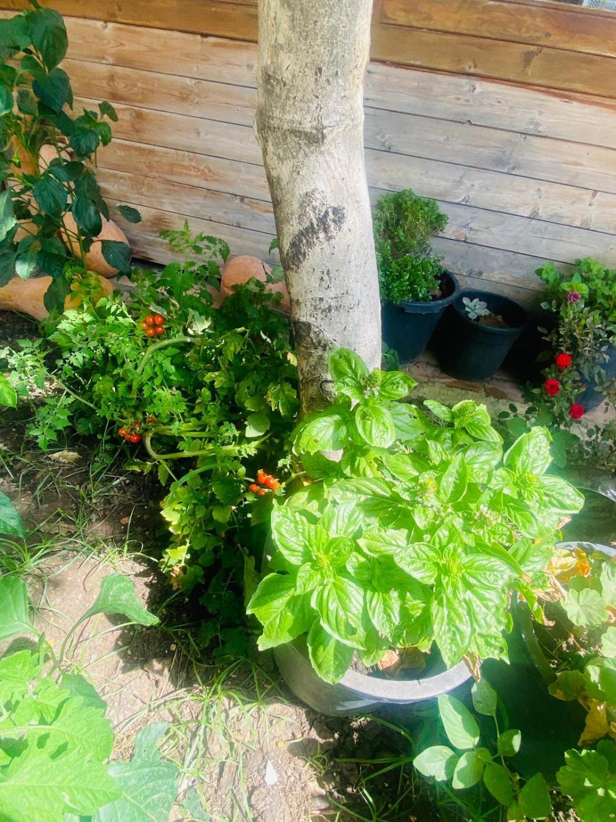 Irini'S Guesthouse Qeparo Dış mekan fotoğraf